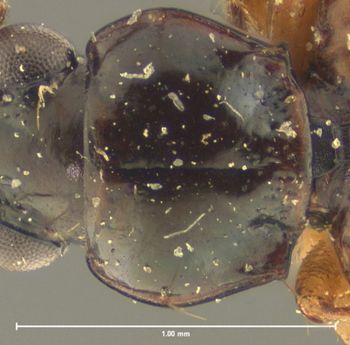 Media type: image;   Entomology 16299 Aspect: pronotum dorsal